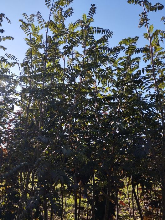 Drzewa Alejowe ,zapraszam