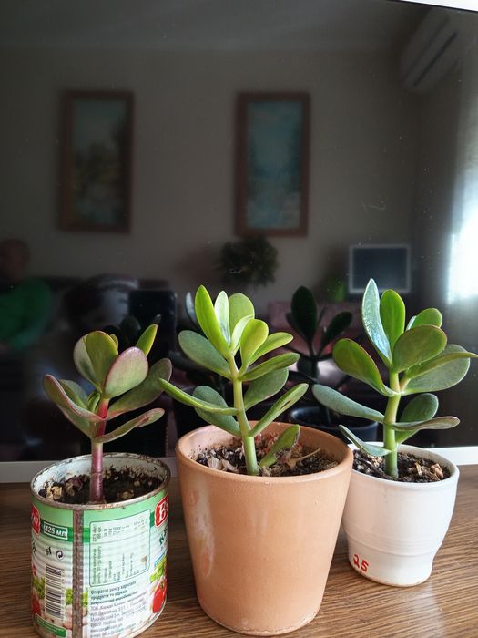 Красула водянка грошове дерево