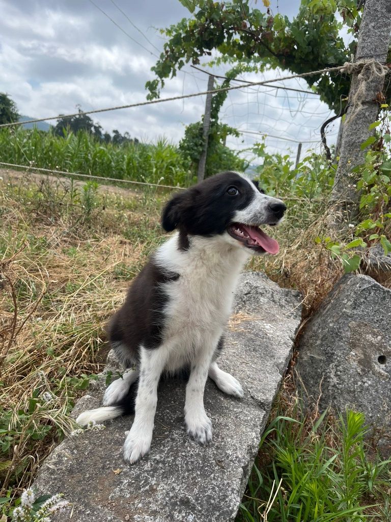 Border Collie TOP