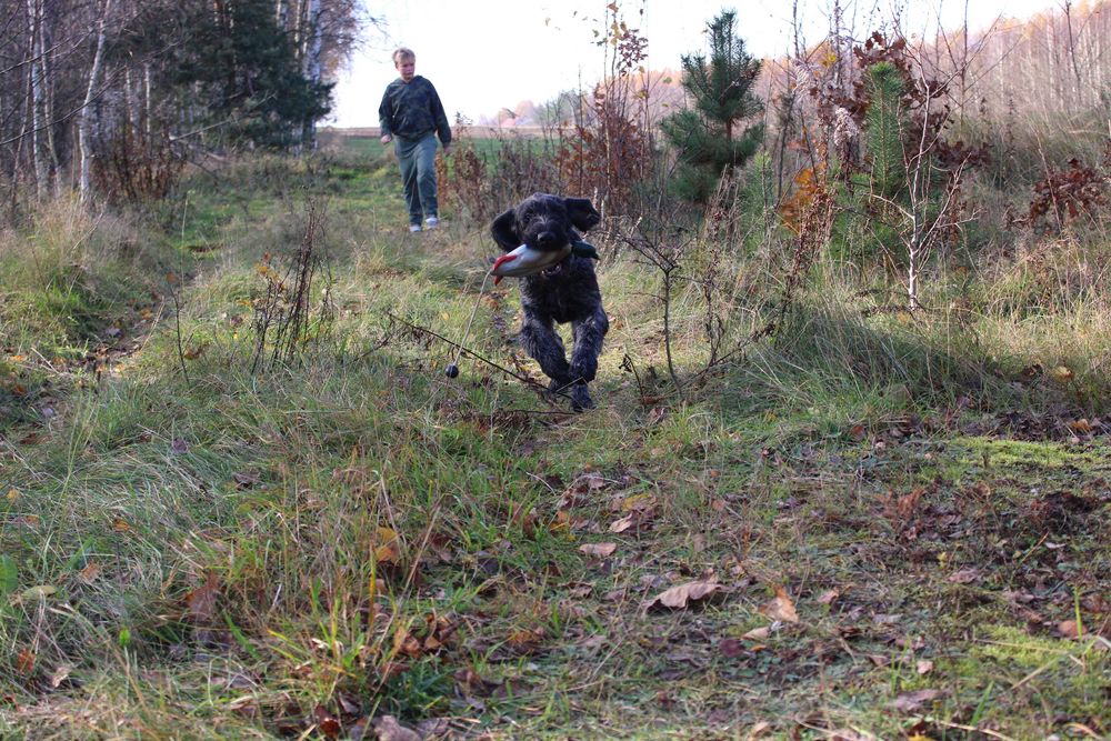 Wyżeł niemiecki szorstkowłosy / czarny deresz