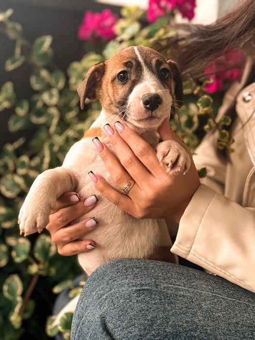 Jack Russell Terrier piesek