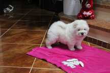 Piesek chow-chow