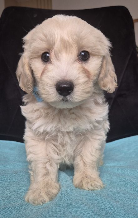 Uroczy piesek Maltipoo szuka kochającego domu!