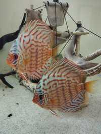 Discus red turquoise