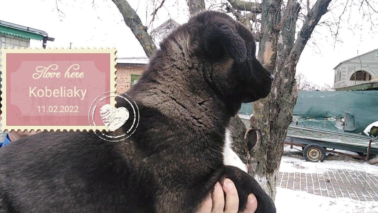 Американские Акиты
