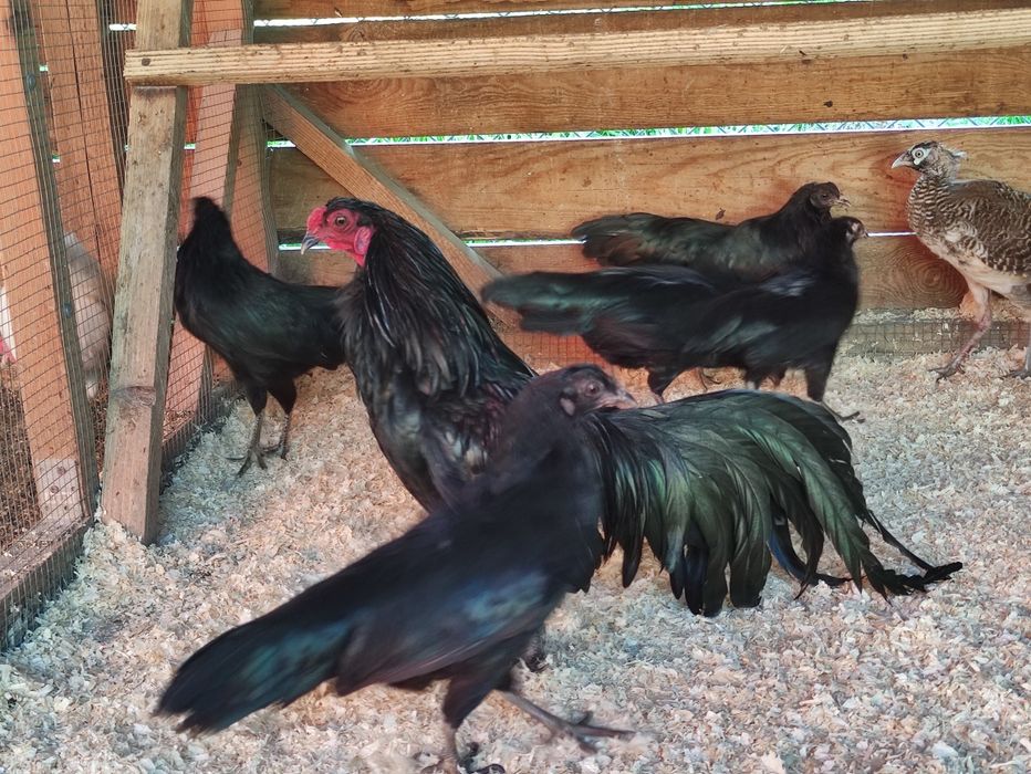 Sumatra miniaturowa para