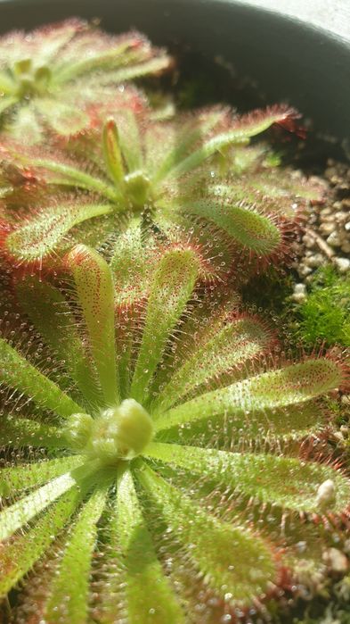 Drosera aliciae - rosiczka Alicji 1szt