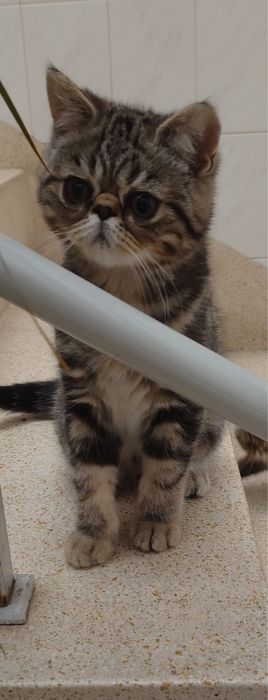 Gato Persa exótinho