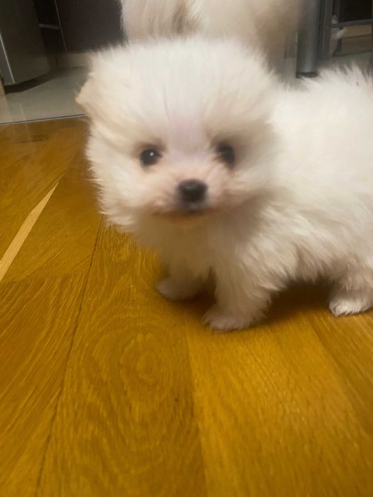 szpic miniaturowy pomeranian miski