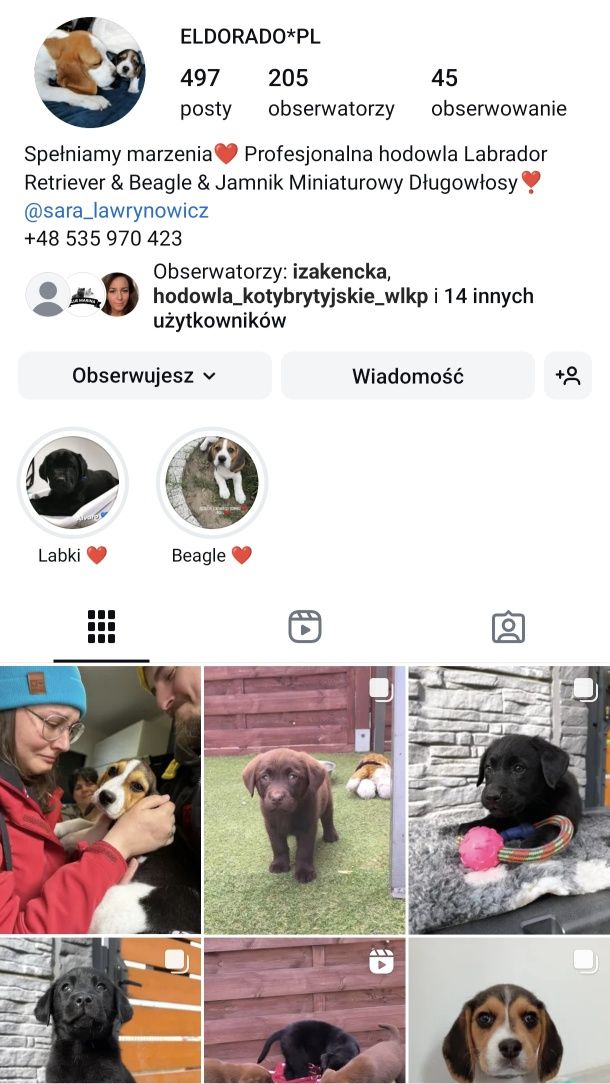 Labrador Retriever czarny pies Sid gotowy do odbioru