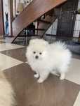 Szpic miniaturowy Pomeranian- Typ miś- biały wesoły puszek