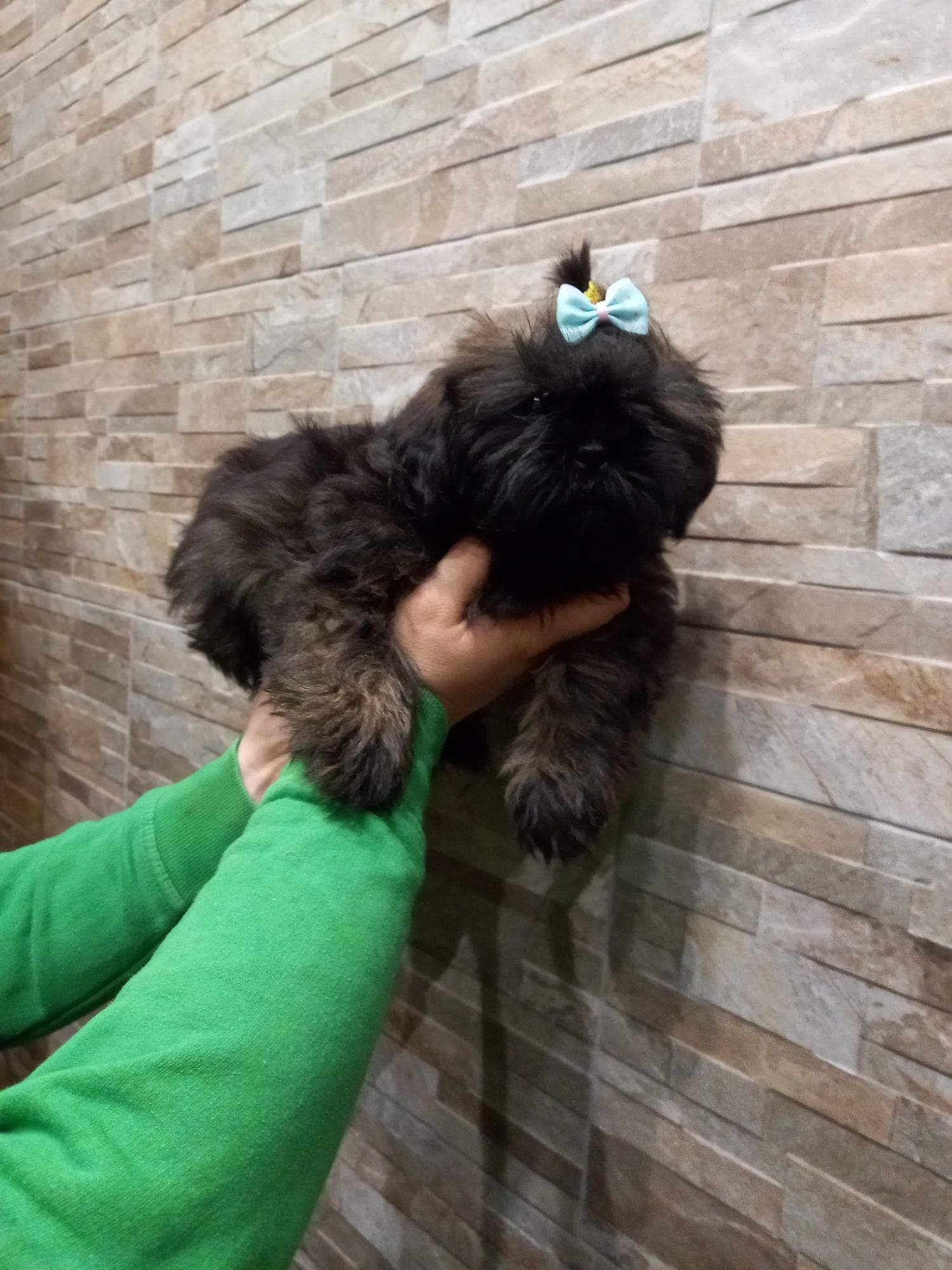 Malutki piesek shih tzu rodowód