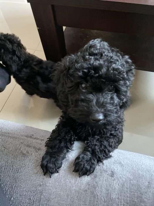 Pudel Miniaturowy piesek DINO