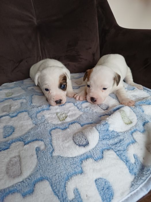 Jack Russell terrier piesek