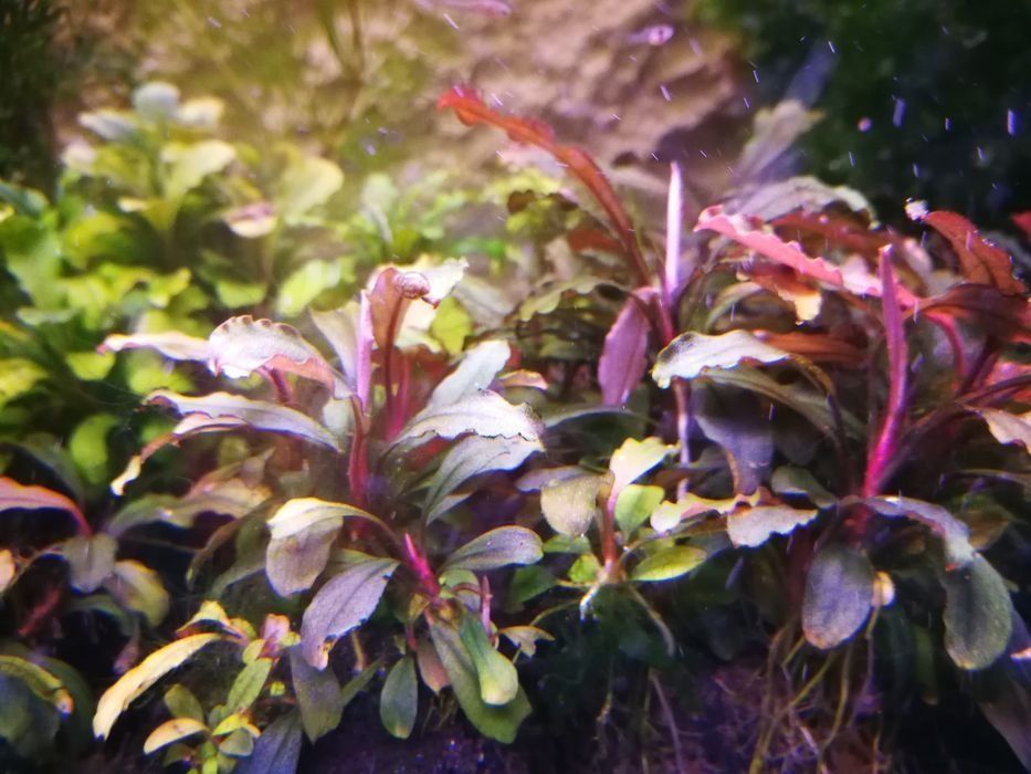 Bucephalandra sadzonki