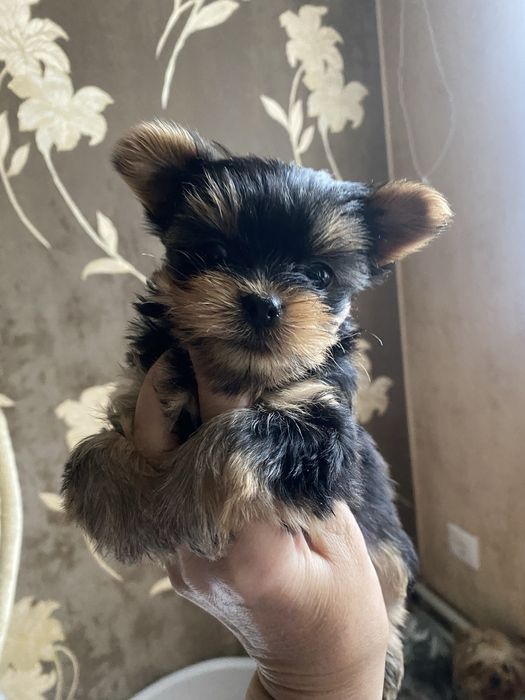 Продажа щенков йорков .