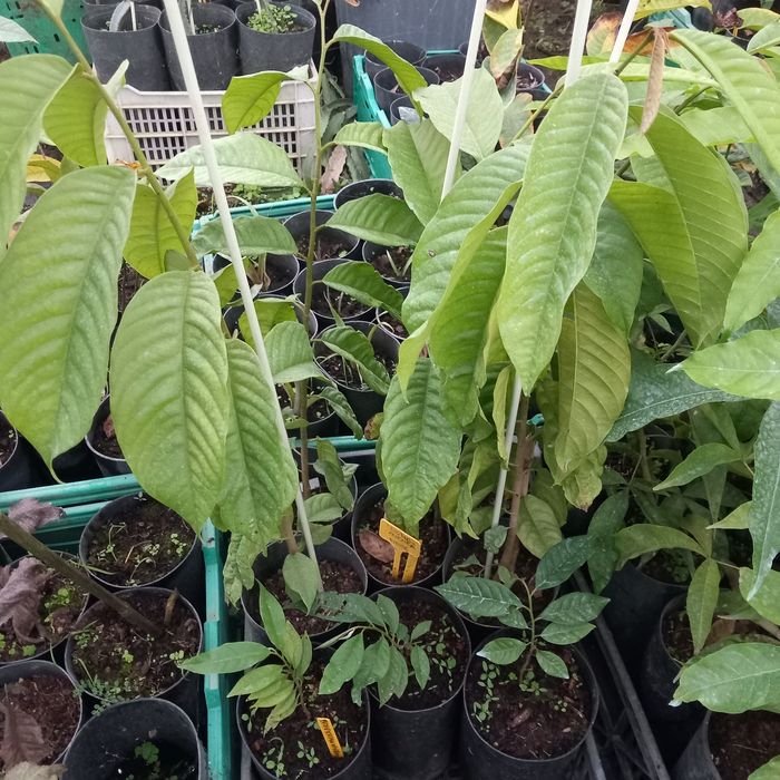 Biribá  - Anona Mucosa