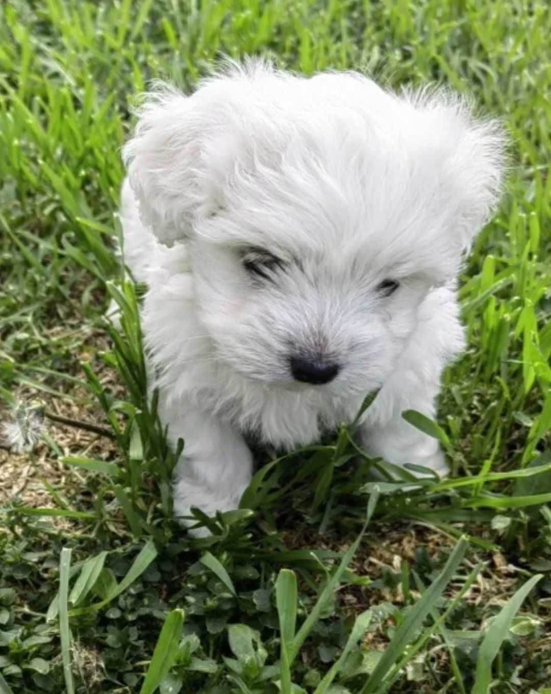Bichon Maltês Fêmea