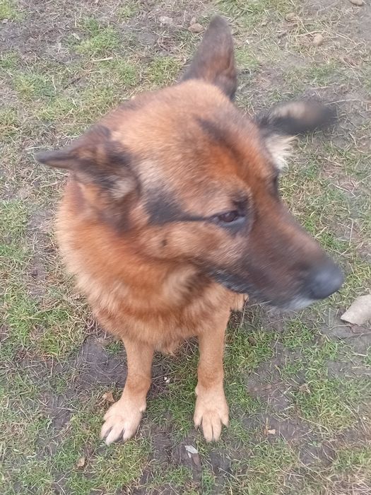 Німецька вівчарка хлопчик в хороші руки