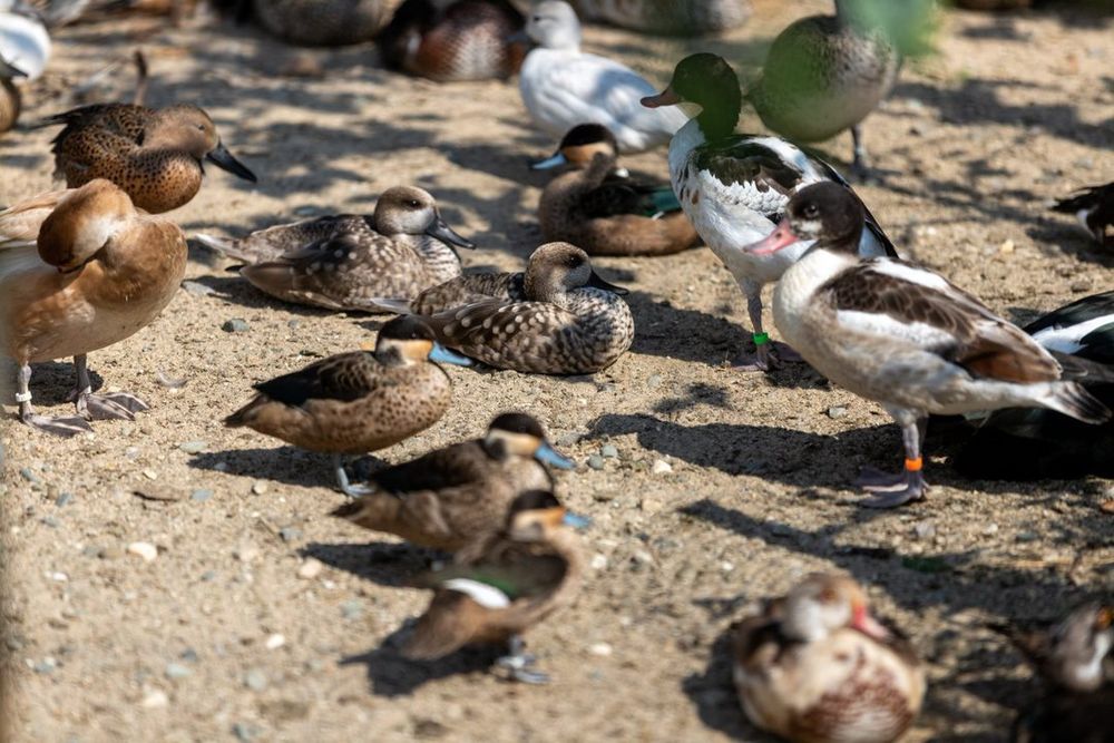 Kaczki ozdobne Marmurki pary i samice    2025