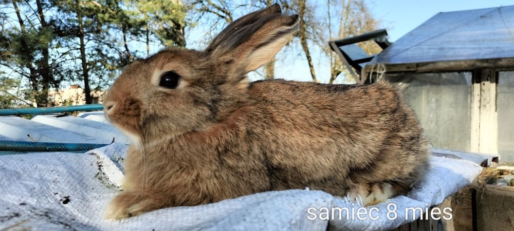 Sprzedam króliki samice samce mieszaniec mix