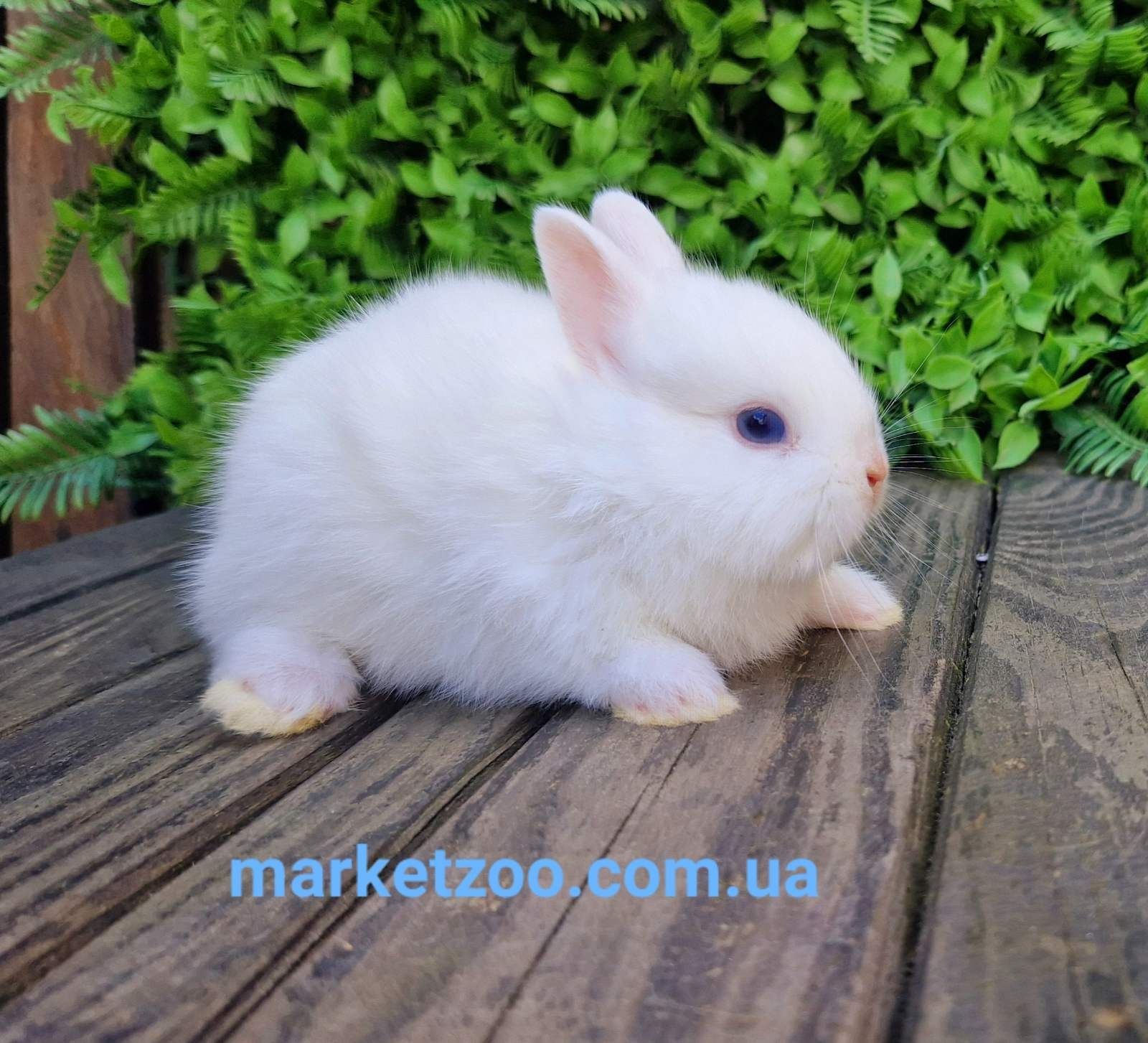 Шикарний гермелінчик-найменша порода кроликів