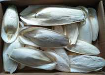Osso de choco, 500gr, ideal para aves, pássaros, roedores