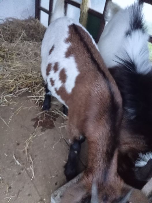 Vendo casal de cabras Anãs