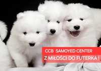 PRZEPIĘKNY szczeniak szczenię Samoyed Center CCB  N⁰ 1 w POLSCE