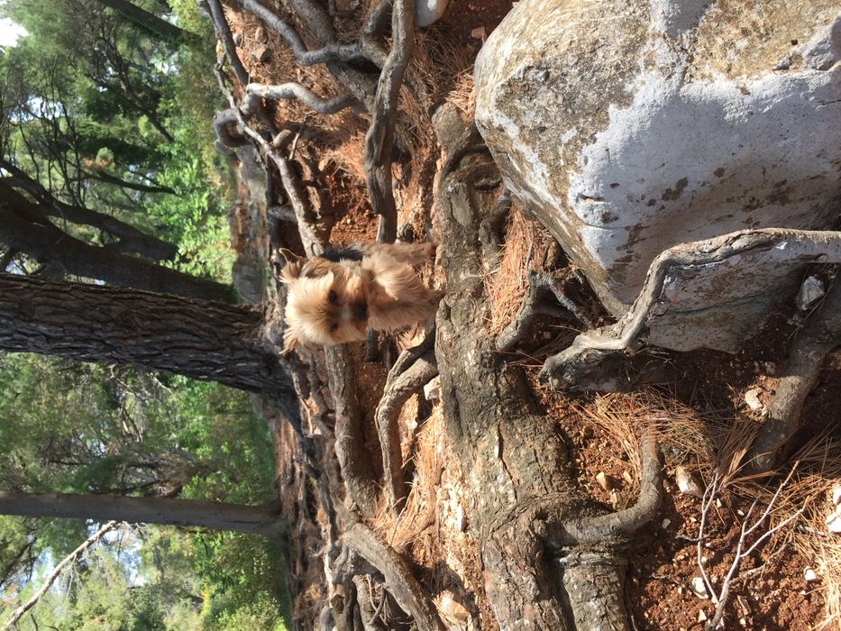 Вязка ! Ищу невесту!