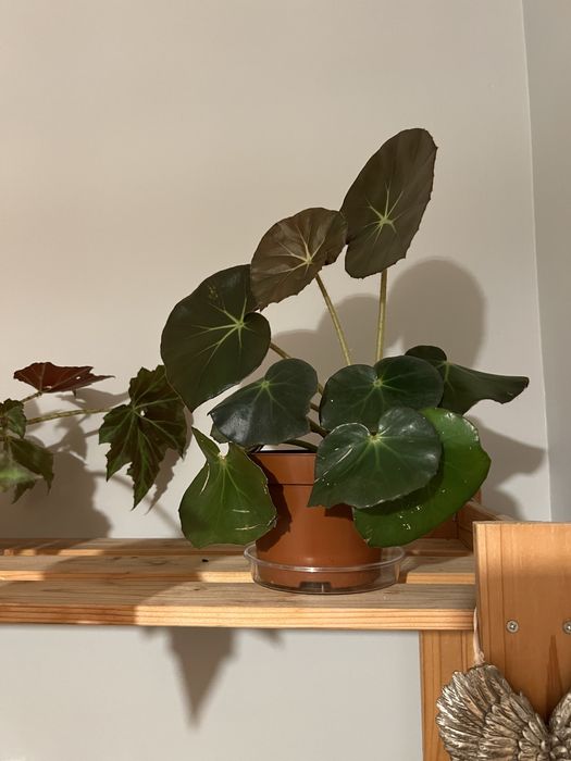 Vendo várias plantas