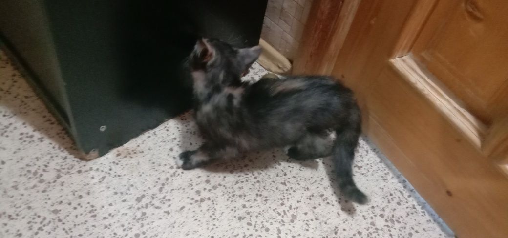 Котенок девочка бесплатно. Кошечка даром. Котята. Кошка.