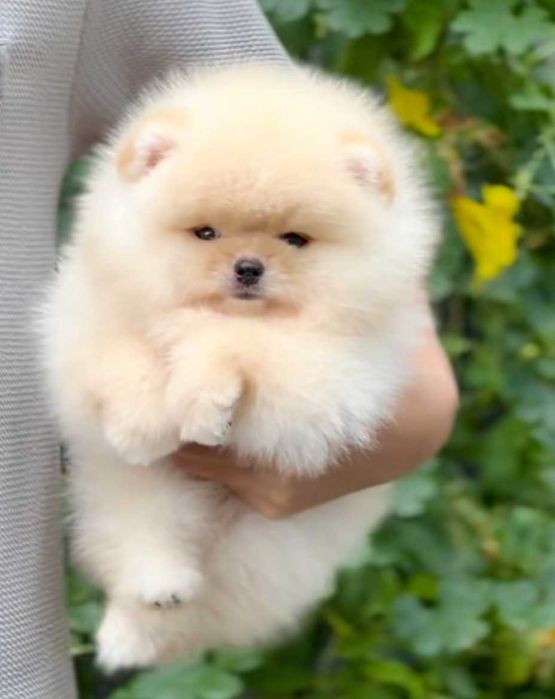 Mini miś pomeranian