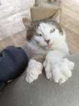 Kocur Neo do adopcji