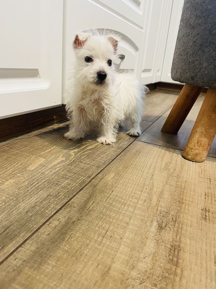 West Highland White Terrier Gringo piesek z rodowodem