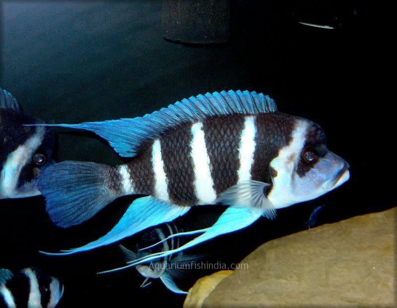 Cynotilapia frontosa burundi pyszczaki pyszczak