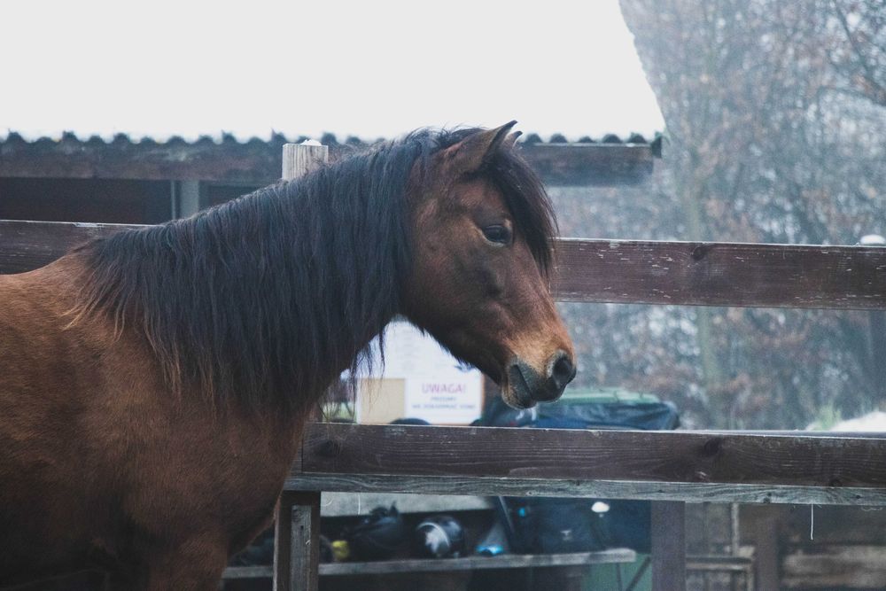 Klacz huculska 9 lat, hucuł, do programu
