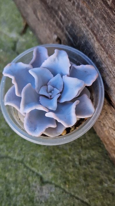 Єхеверія 'Crispate Beauty'