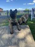 Owczarki belgijskie Malinois