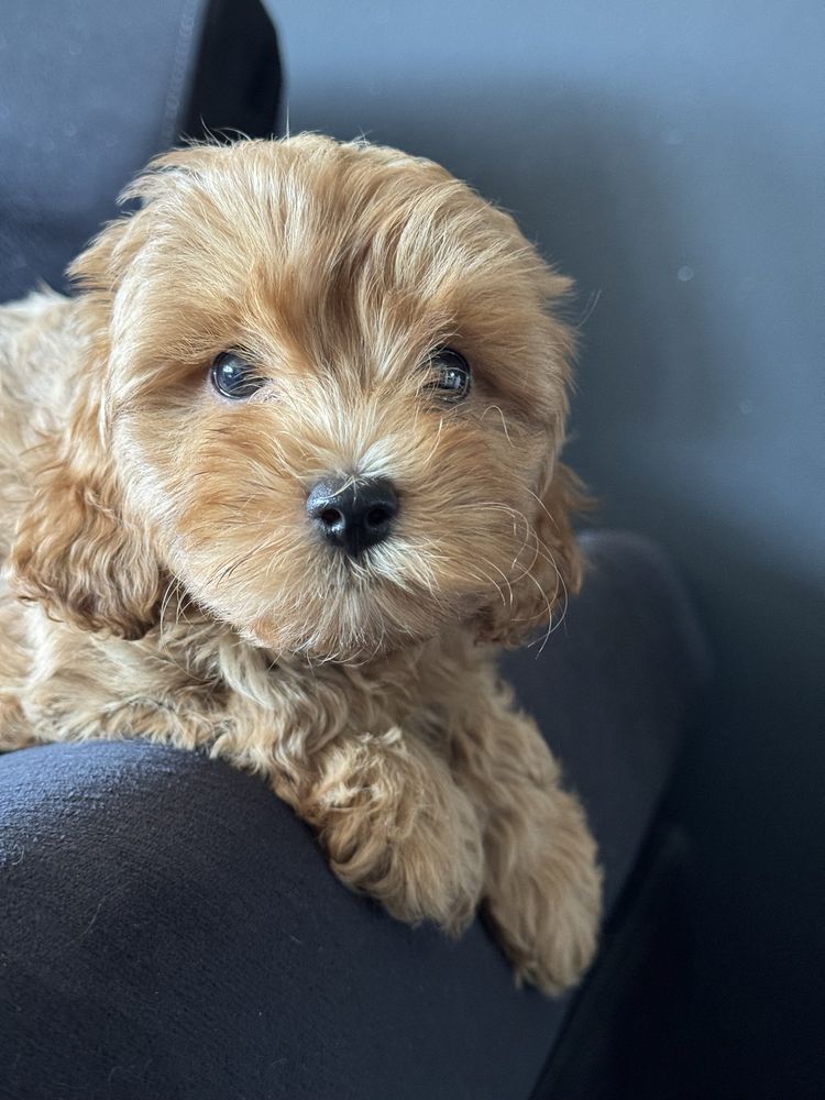 Cavapoo f1 B ostatni  piesek