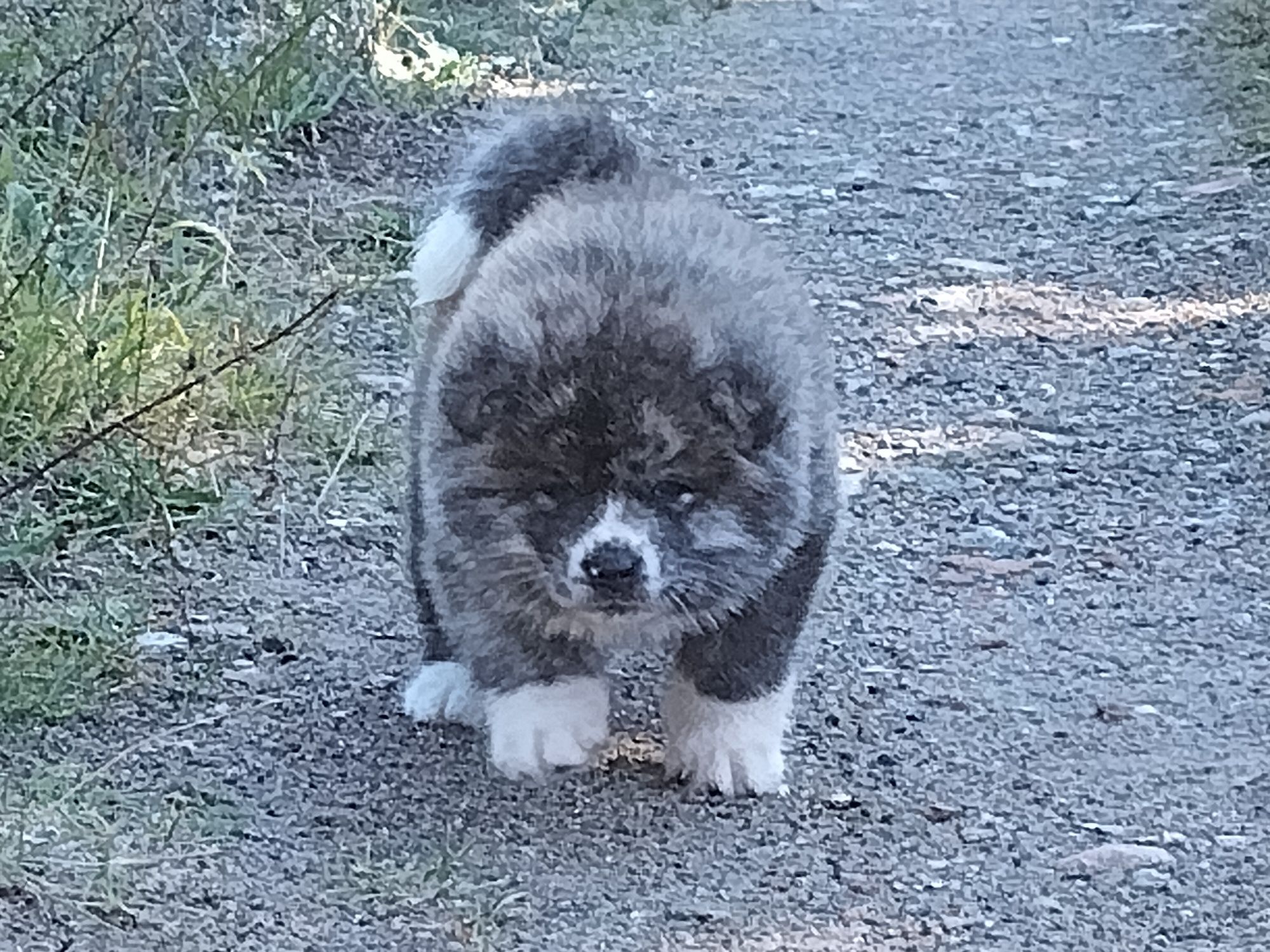 Japońska akita inu - pręgusek