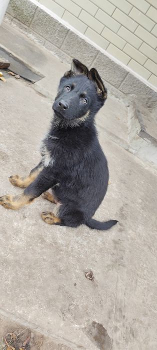 Цуценя Німецької Вівчарки