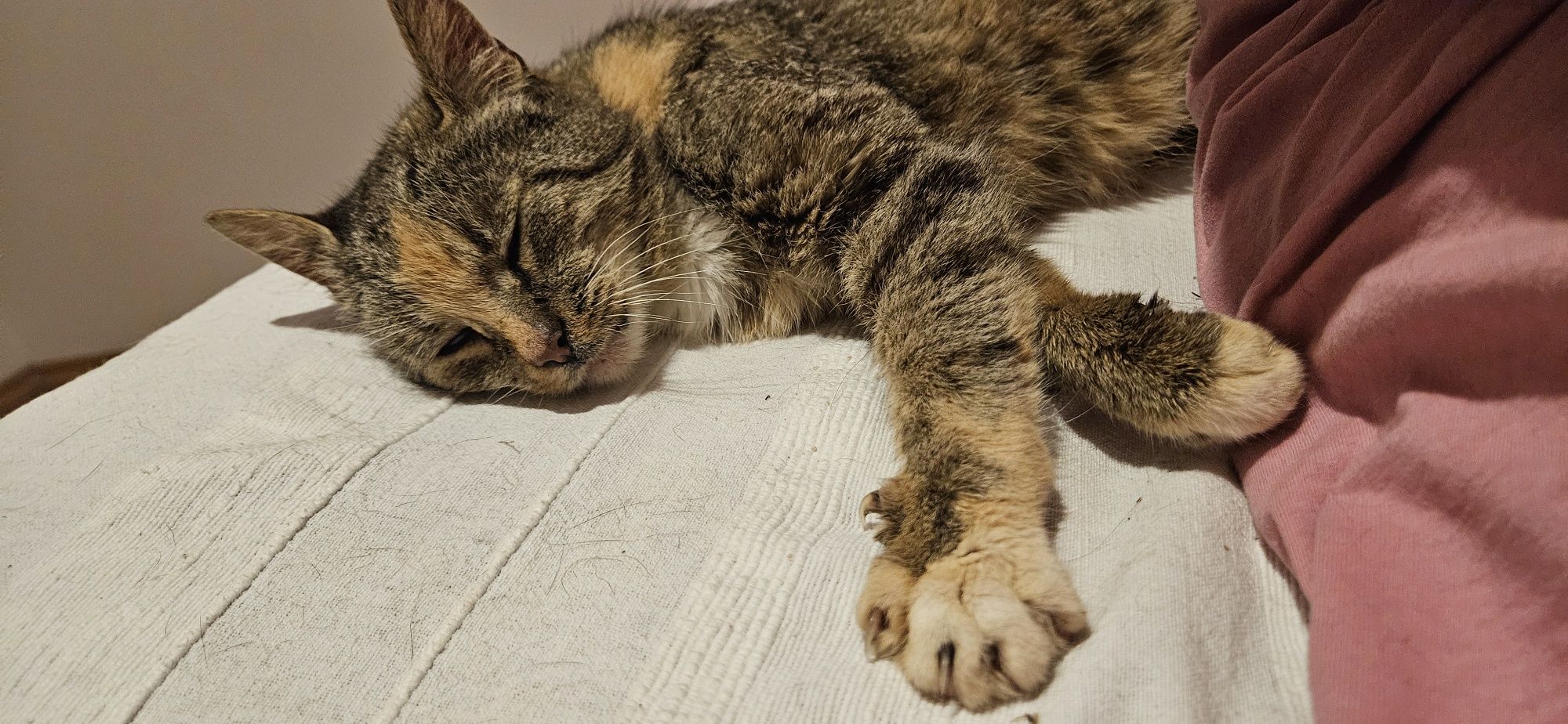 Oddam kotke! Śliczna kotka do adopcji