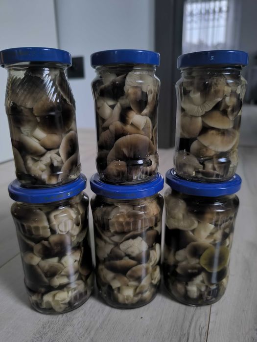 Sprzedam grzyby suszone i marynowane