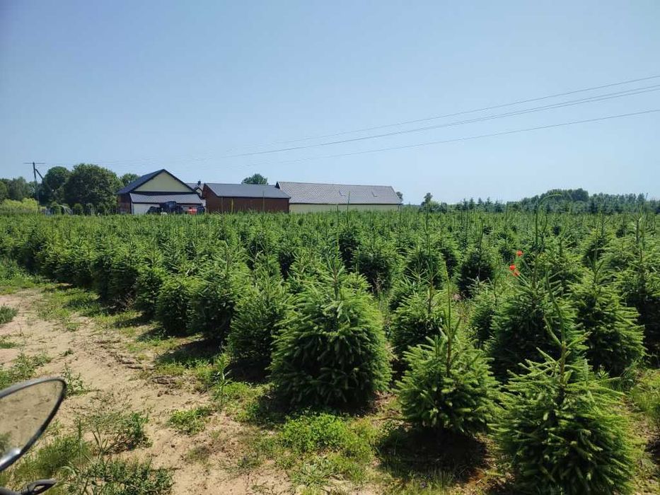 Jodła koreańska lub świerk zielony na żywopłot lub CHOINKI plantacja