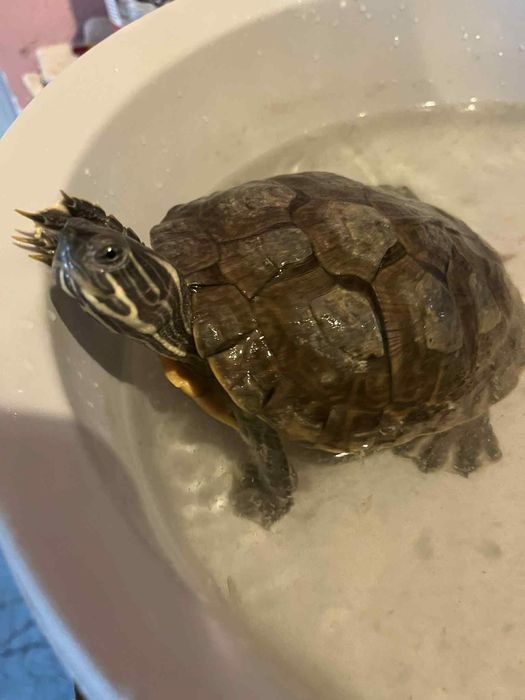 Żółw pręgowany Sininsis