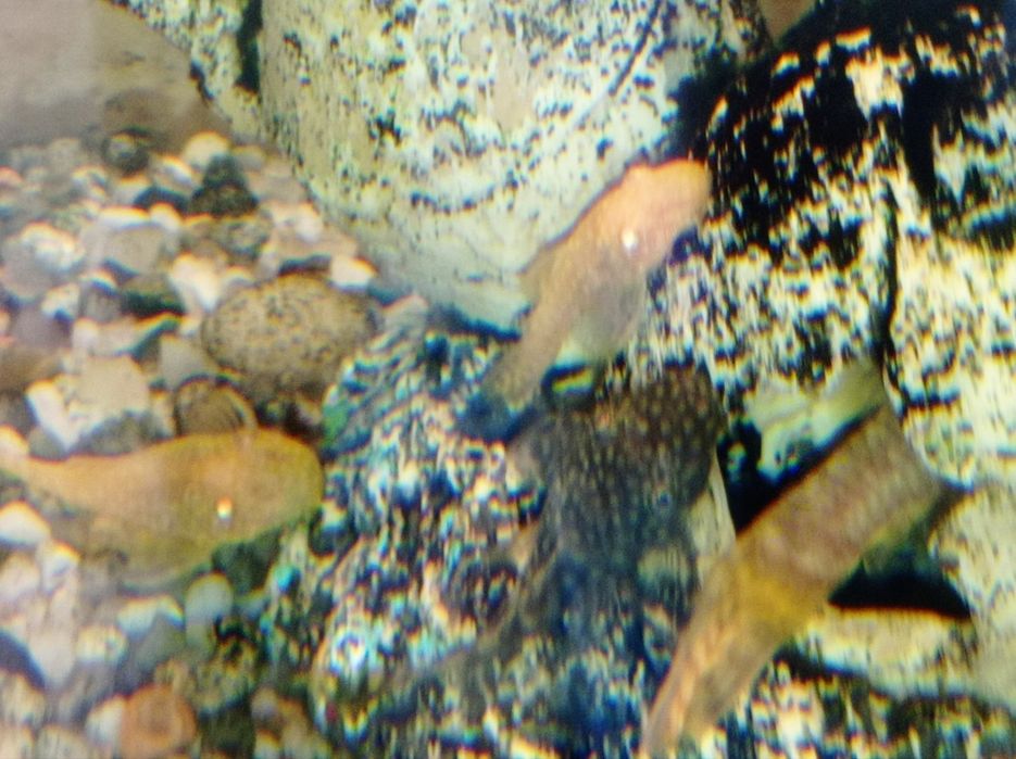 Zbrojniki glonojady albinosy