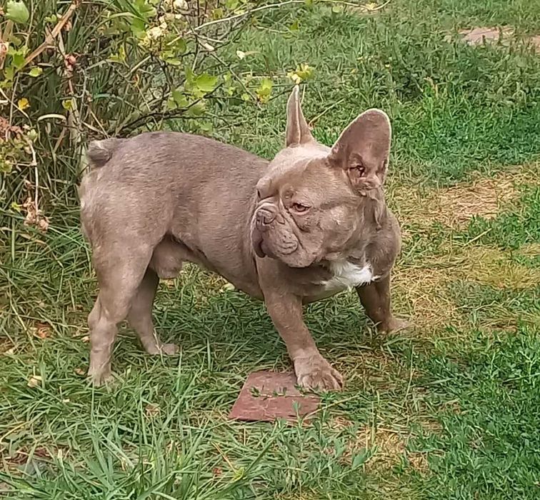 вязка французкий бульдог