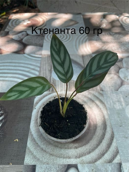 Калатея Ктенанта