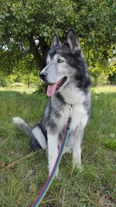 Mix malamut Shaki szuka doświadczonego właściciela